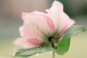 JRH_2522Blog